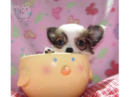 chihuahuas κουτάβια ψάχνουν για ένα νέο σπίτι